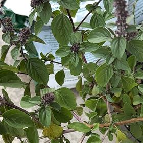 Photo of the plant species African Basil by @ProphetRhodotus named Sproutacus on Greg, the plant care app