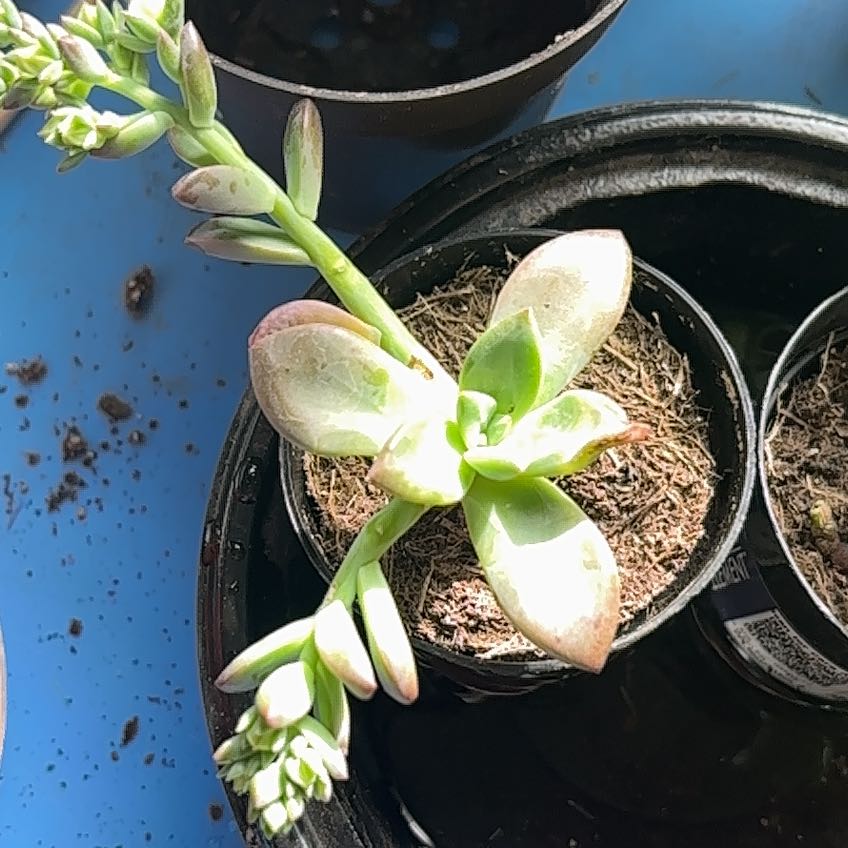 Photo of the plant species Echeveria 'Red Licorice' by @GaietyDutchiris named Robert Plant on Greg, the plant care app