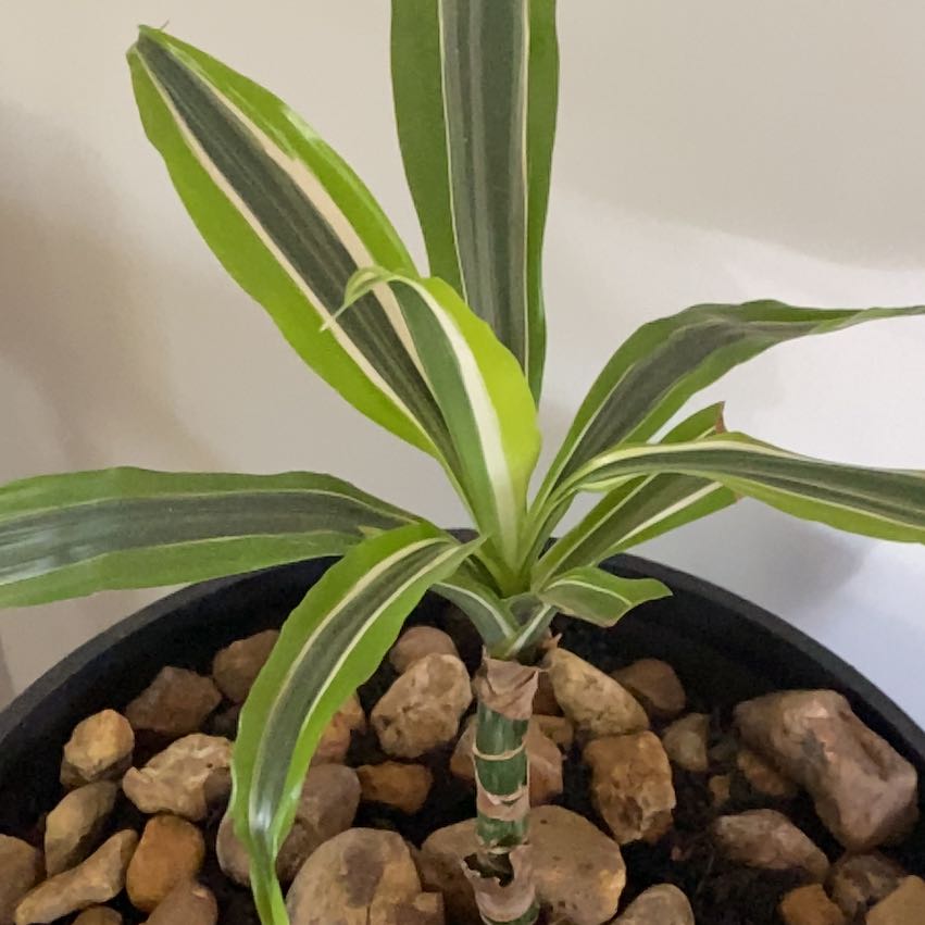 Photo of the plant species Perennial Ryegrass by @LinnyOB named Glenda on Greg, the plant care app