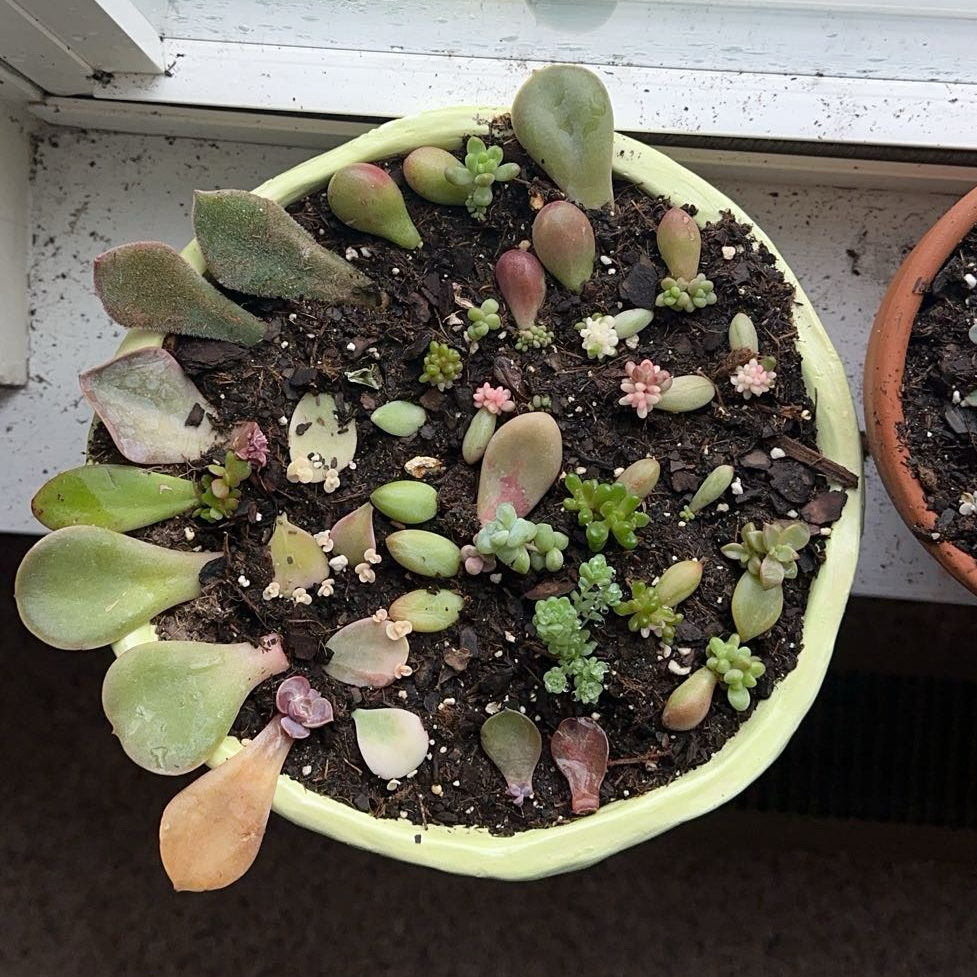 Propagation Station!