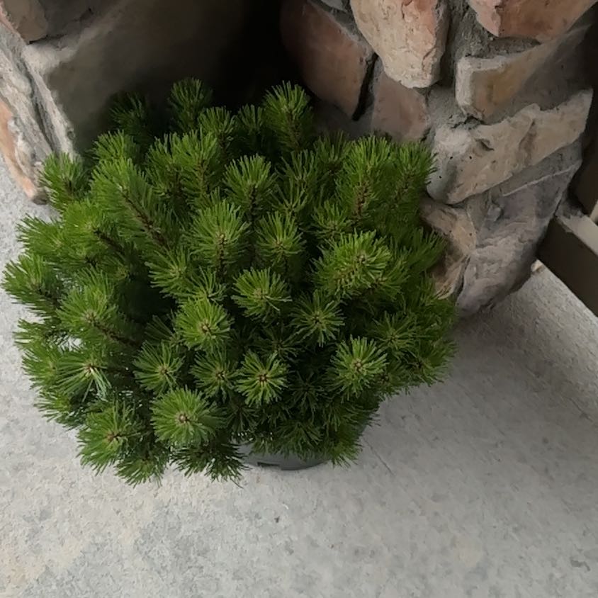 Dwarf Mountain Pine plant with dense green foliage near a brick wall.