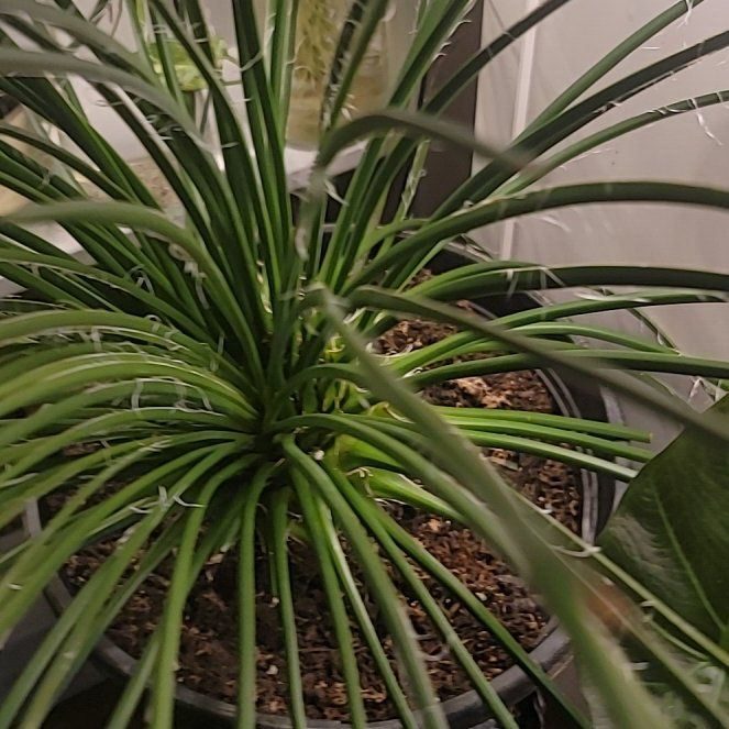 Photo of the plant species Spaghetti Strap Agave by @CivicMangotree named Leonardo on Greg, the plant care app