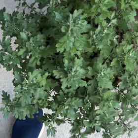 Photo of the plant species Mediterranean-Medlar by @SpecialPandan named Darwin on Greg, the plant care app