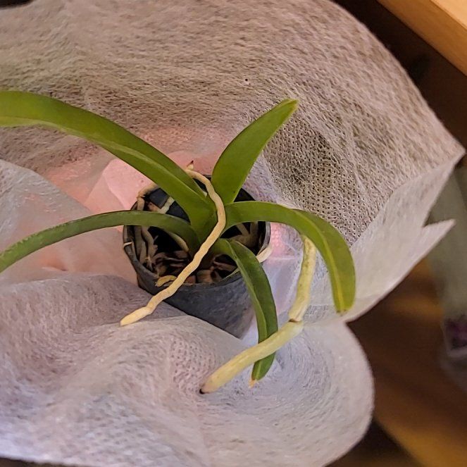 Photo of the plant species Pachara Delight Blue Orchid by @JollyRedflax named Selene on Greg, the plant care app