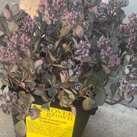 Photo of the plant species Sedum cauticola by @Lex_plantmom14 named Mollie on Greg, the plant care app