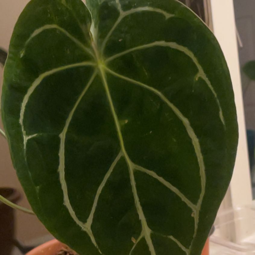 Photo of the plant species Anthurium forgetii x crystallinum by @Lex_plantmom14 named Cleopatra on Greg, the plant care app