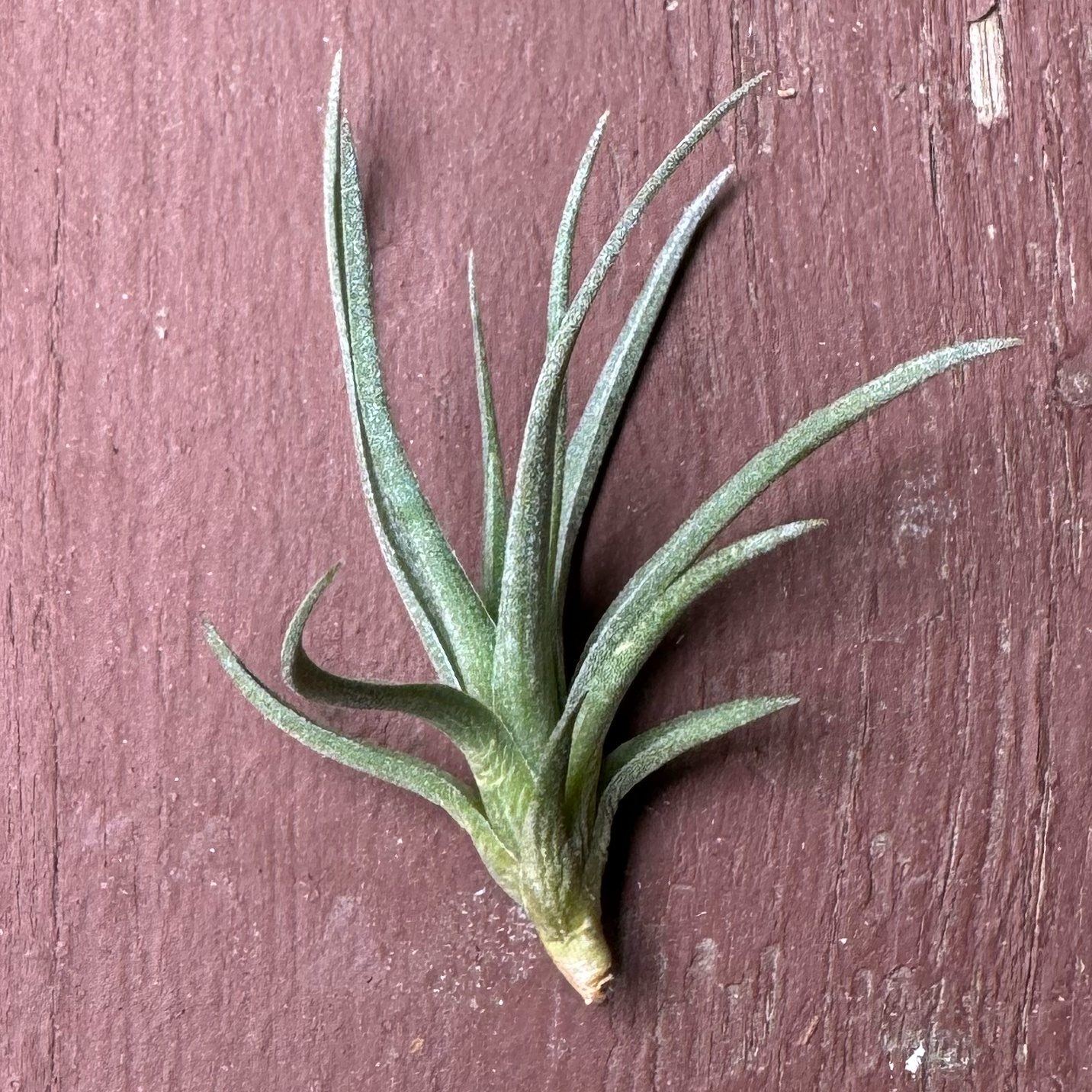 Photo of the plant species Air Plant by @HeirLionstail named Michelle Branch on Greg, the plant care app