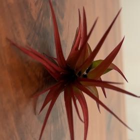 Photo of the plant species Red Tillandsia Air Plant by @HeirLionstail named Taylor Swift on Greg, the plant care app