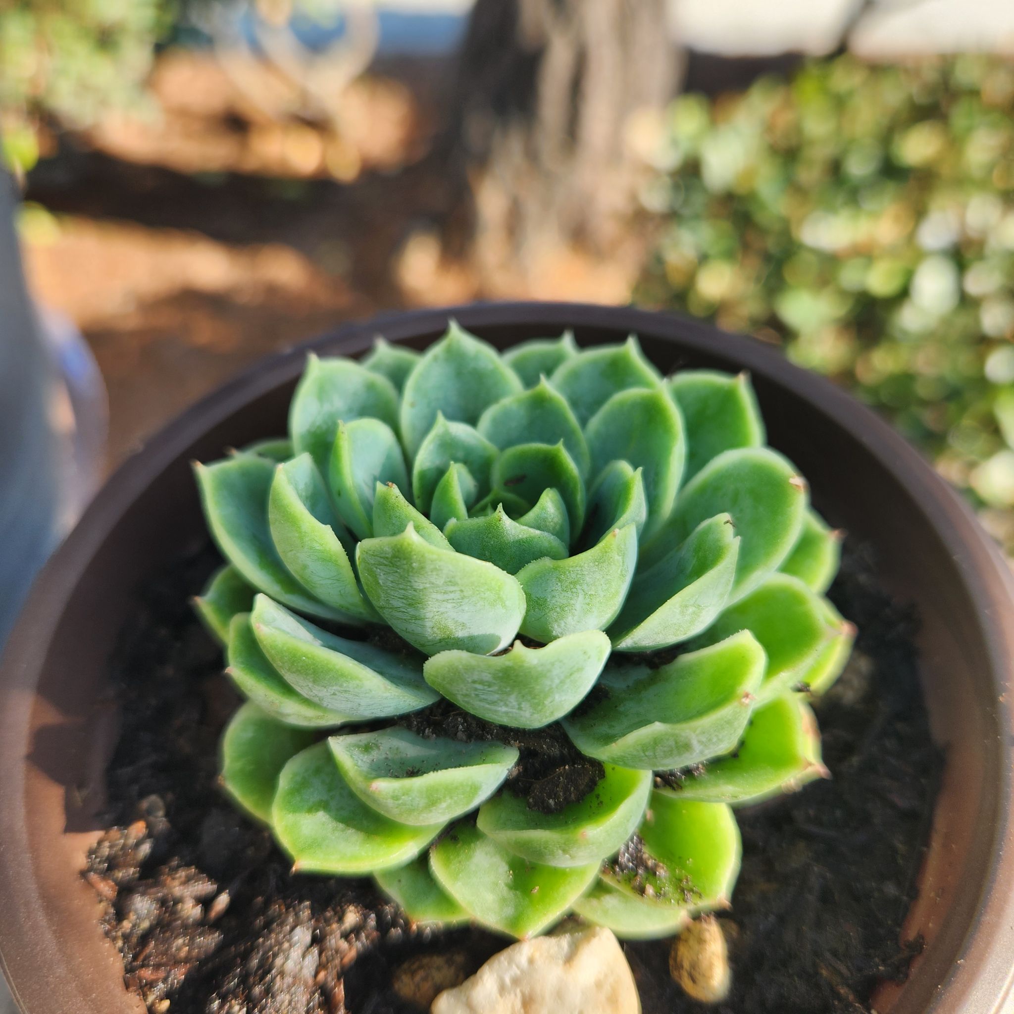 Healthy Echeveria 'Lime n' Chile' succulent in a small pot with vibrant green leaves.