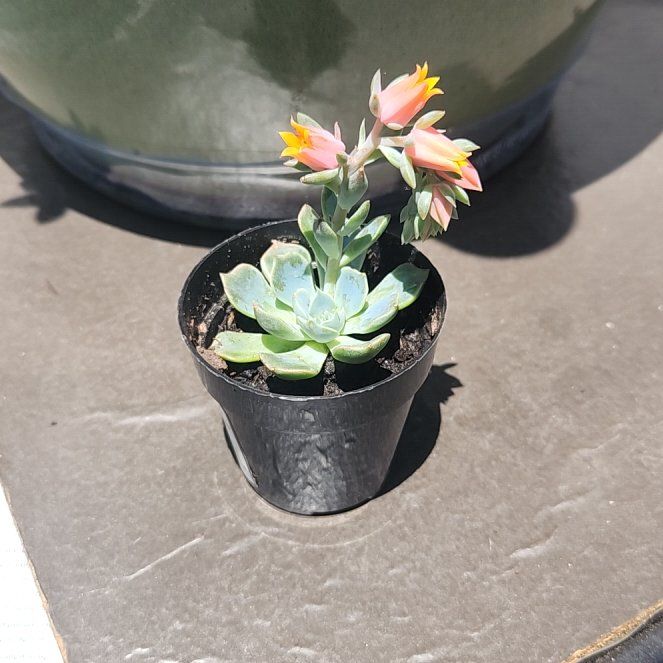 Photo of the plant species Echeveria x imbricata by @ZappyComet named Zion on Greg, the plant care app