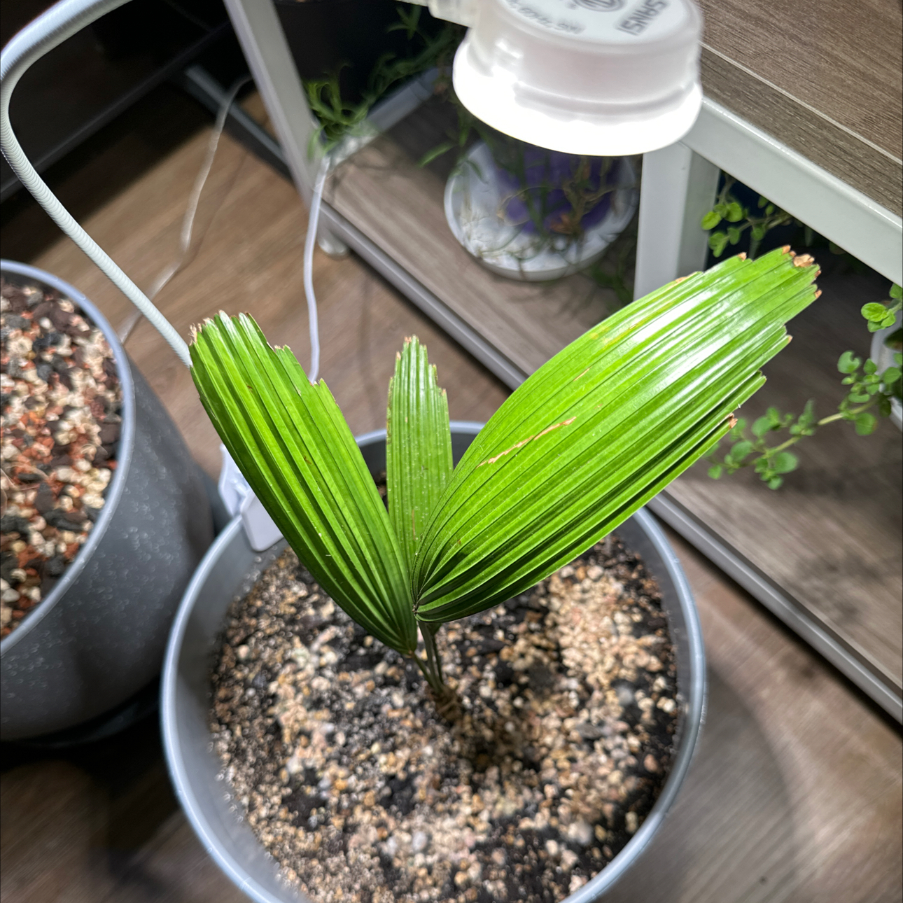 Photo of the plant species Elegant Fan Palm by @LeafLicker named Diana on Greg, the plant care app