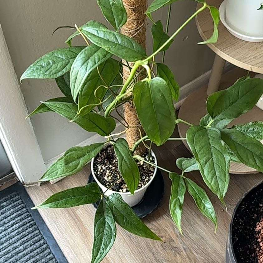 Photo of the plant species Anthurium clavigerum by @LeafLicker named Surya on Greg, the plant care app