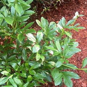 Photo of the plant species Chinese Peony by @GoldTwister named Leaf Erickson on Greg, the plant care app