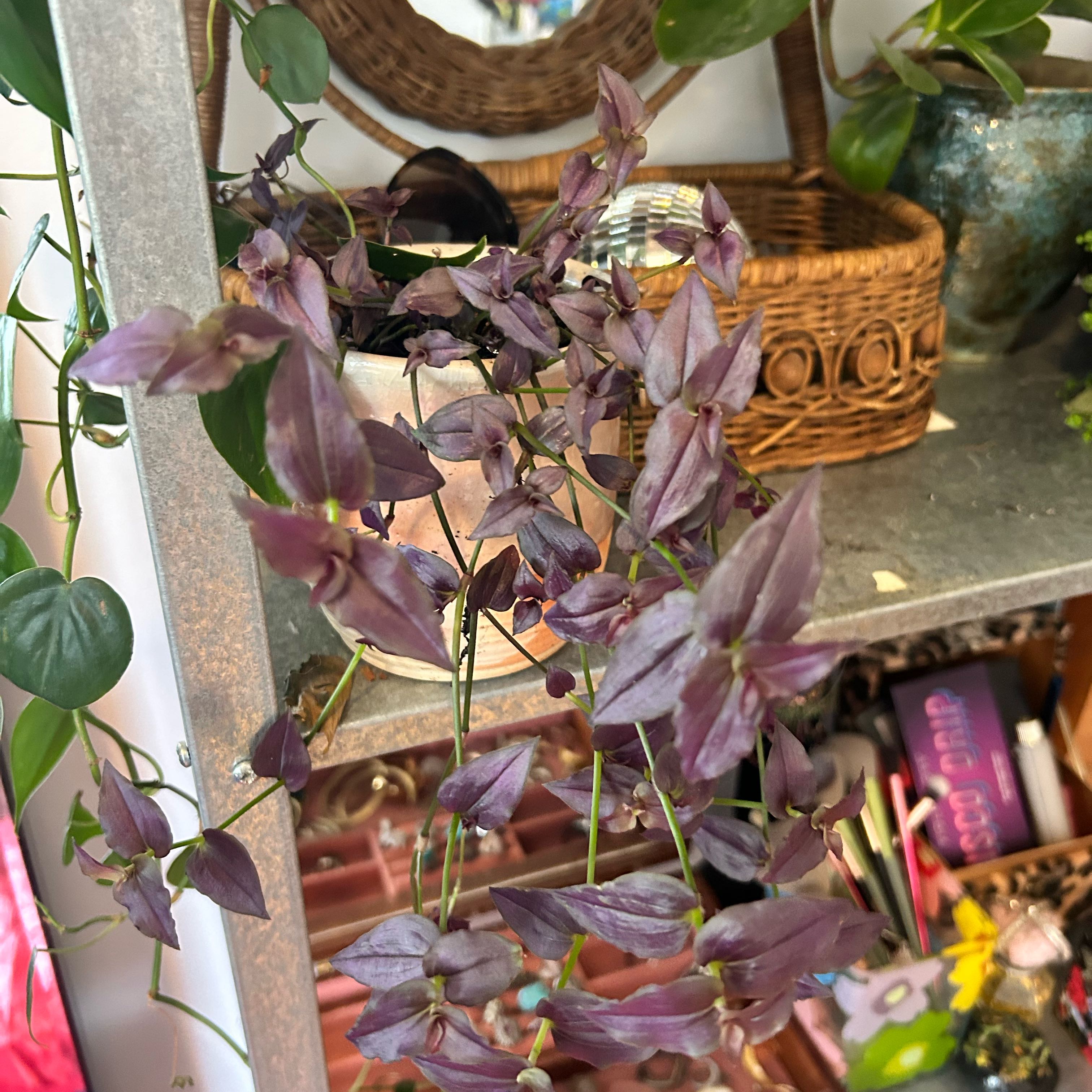 Photo of the plant species purple bridal veil by @lanadelrachel named Bigleef Smalls on Greg, the plant care app
