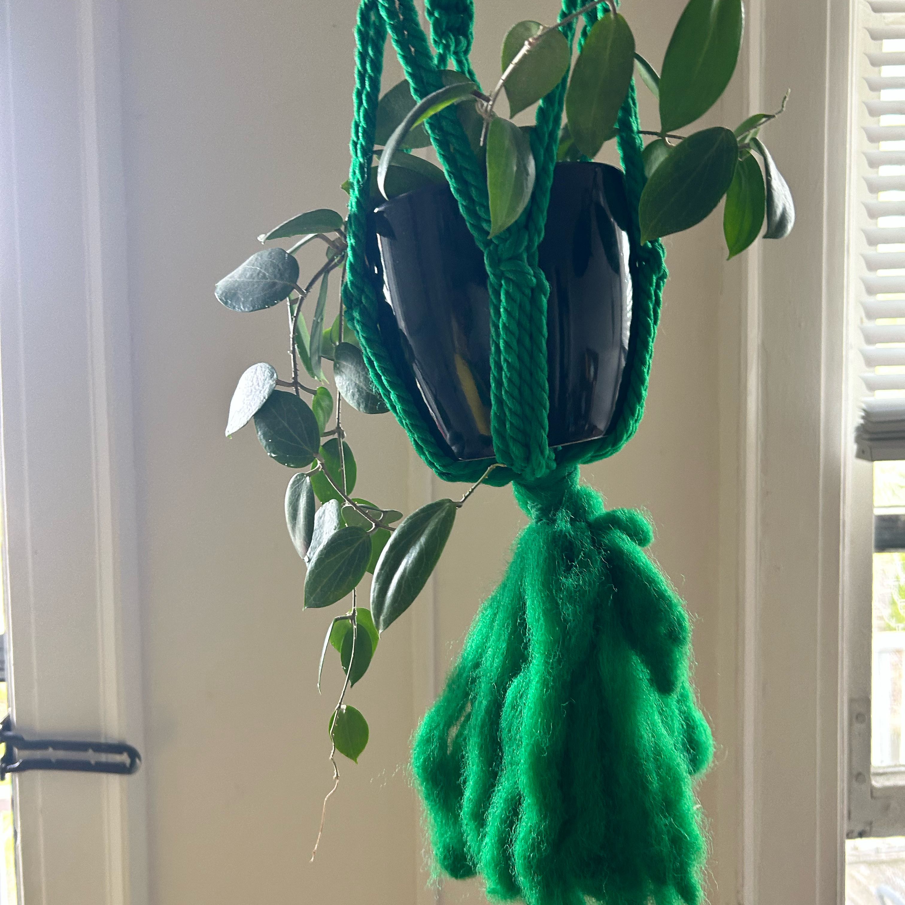 Photo of the plant species Hoya parviflora by @lanadelrachel named Gomez on Greg, the plant care app