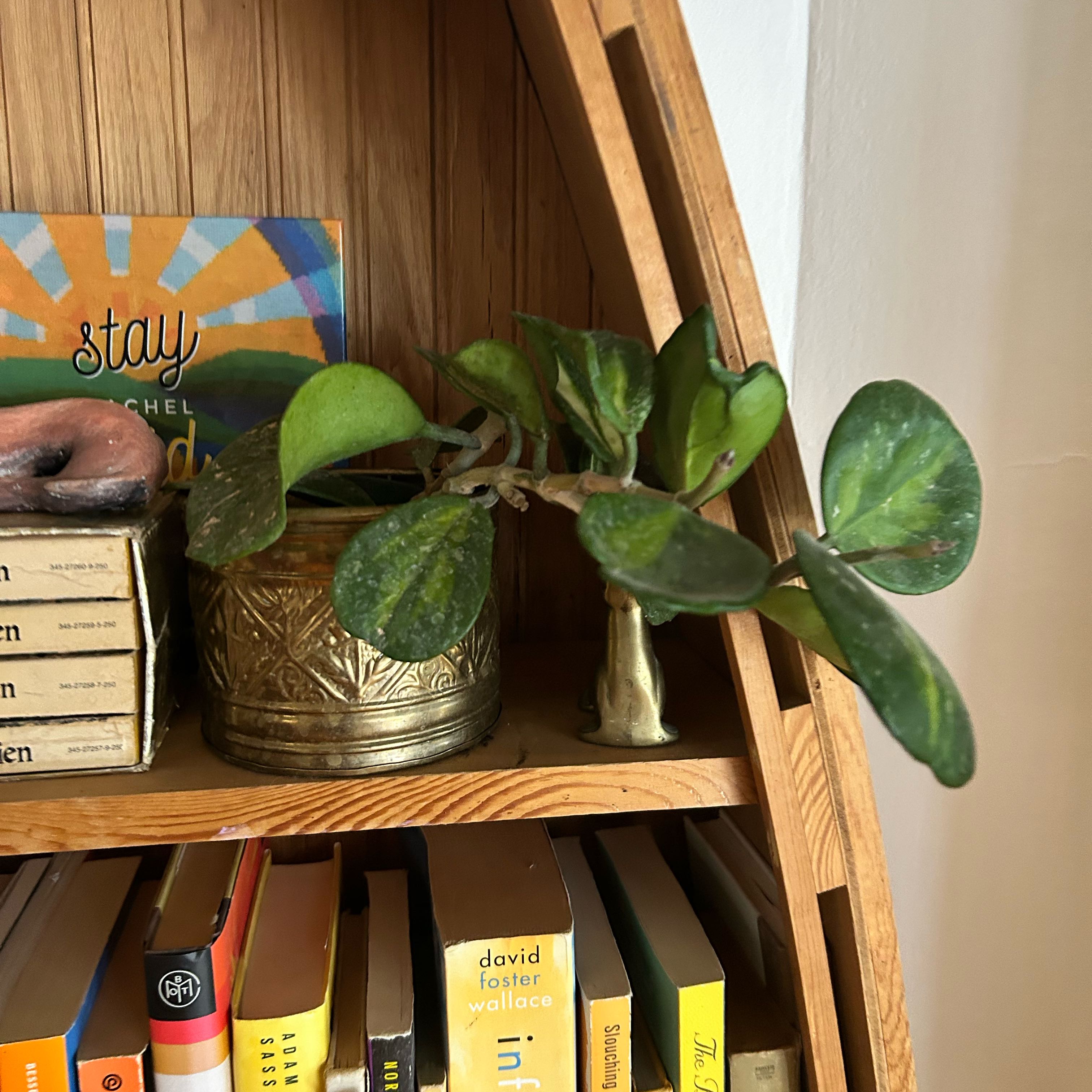 Photo of the plant species Hoya purpureofusca by @lanadelrachel named Rosa on Greg, the plant care app