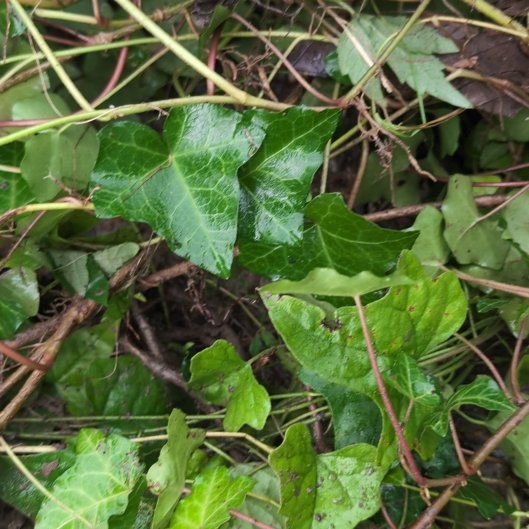 Photo of the plant species Irish Ivy by @TutorChives named Bieber on Greg, the plant care app