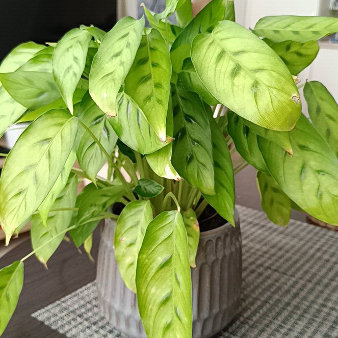 Photo of the plant species Calathea 'Zebra Plant' by @FlavorfulOkra named Aristotle on Greg, the plant care app