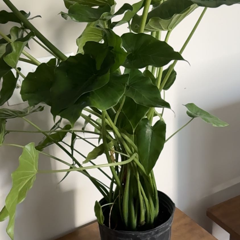 Photo of the plant species Alocasia California by @RewardingRedash named Harmony on Greg, the plant care app