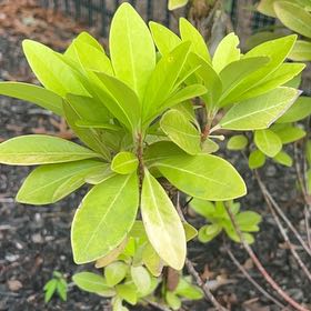 Photo of the plant species Island Marlberry by @UrbaneBluepearl named Terra on Greg, the plant care app