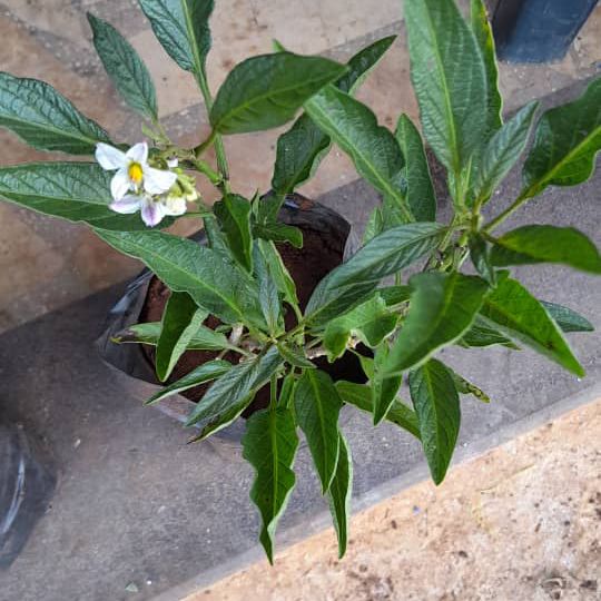 Photo of the plant species Pepino Melon by @VastCoyotemint named Einstein on Greg, the plant care app