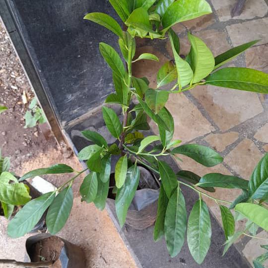 Photo of the plant species Black Sapote by @VastCoyotemint named Figyonce on Greg, the plant care app