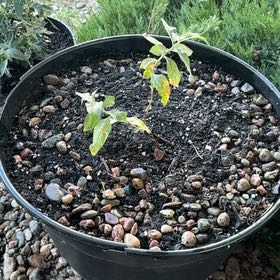 Photo of the plant species Butterfly Bush by @JoyfulQuince named Lebron on Greg, the plant care app