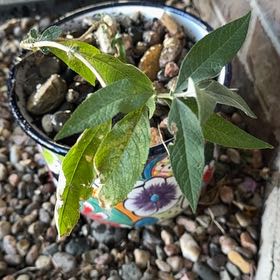 Photo of the plant species Butterfly Bush by @JoyfulQuince named Achilles on Greg, the plant care app