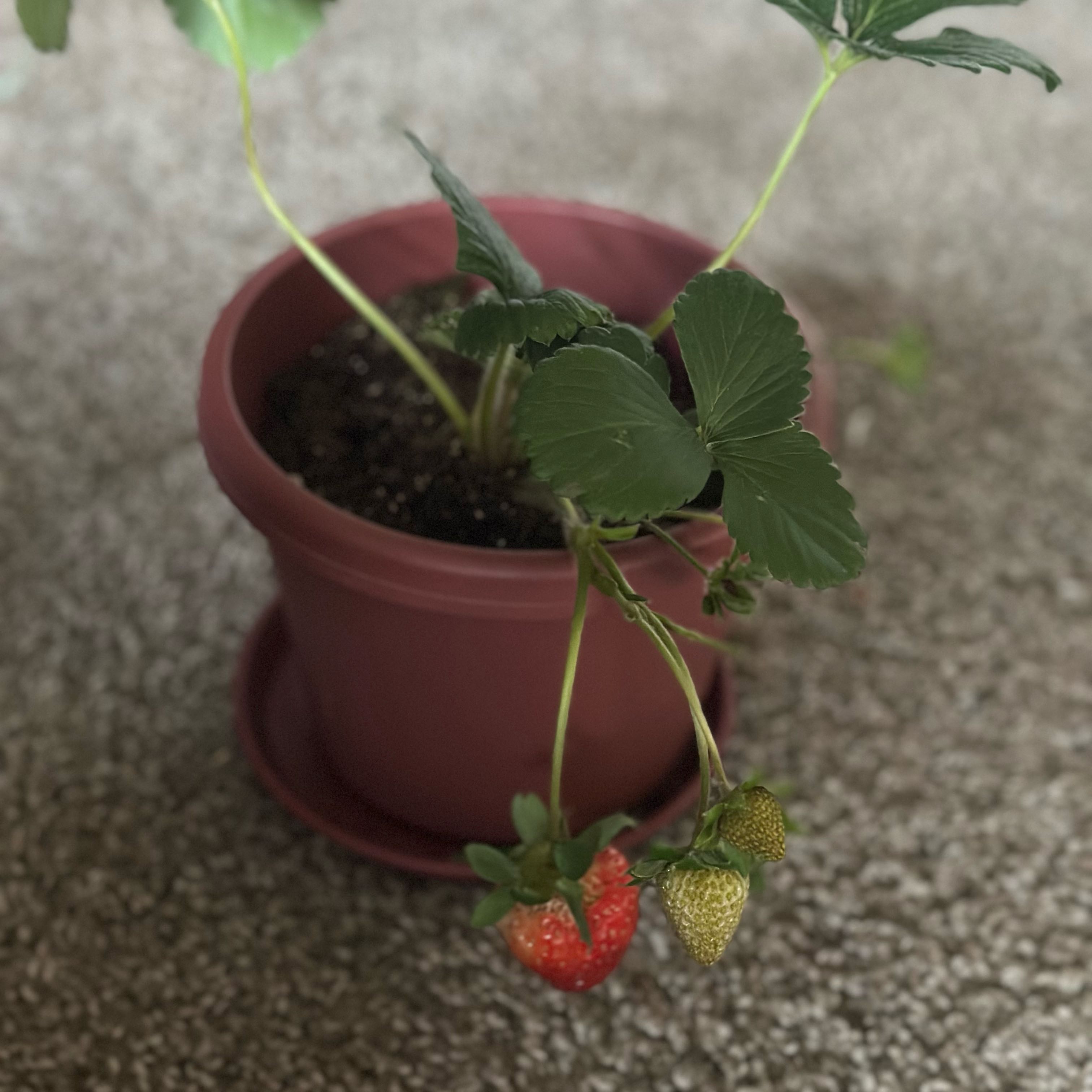 Photo of the plant species Strawberry 'Fort Laramie' by @JoyfulQuince named Cleopatra on Greg, the plant care app
