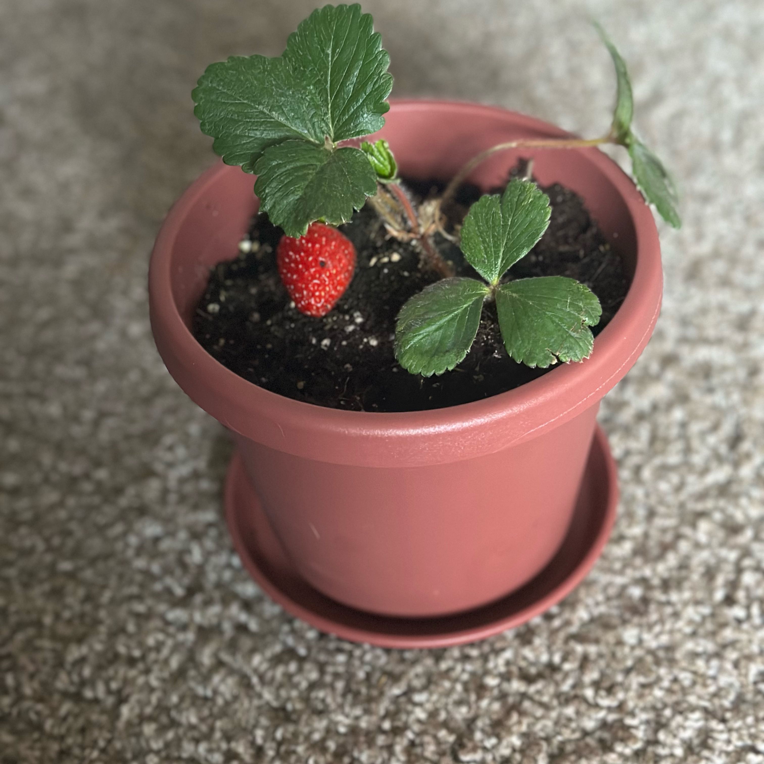 Photo of the plant species Strawberry 'Fort Laramie' by @JoyfulQuince named Khaleesi on Greg, the plant care app