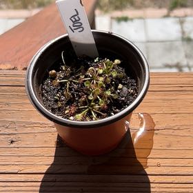 Photo of the plant species Pink Sundew by @SaintlyOleander named Joel on Greg, the plant care app