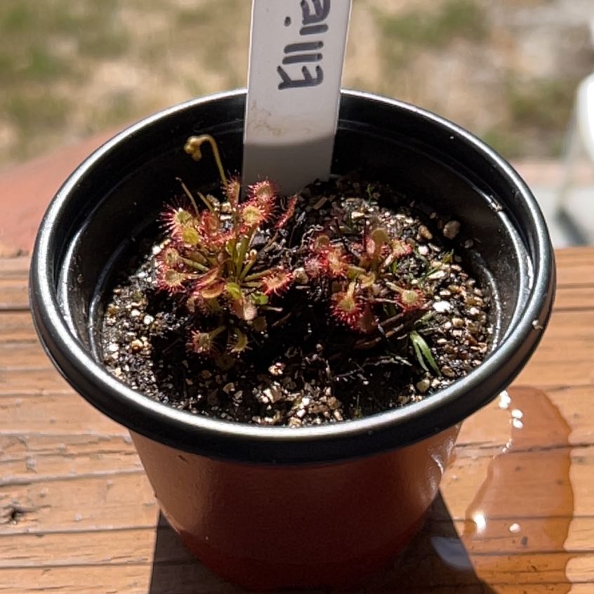 Photo of the plant species Pink Sundew by @SaintlyOleander named Ellie on Greg, the plant care app