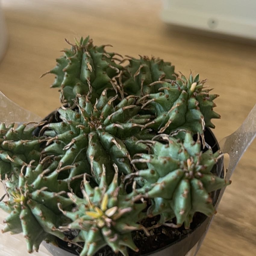 Photo of the plant species Euphorbia loricata by @LadyWhitestar named Peter Parker on Greg, the plant care app