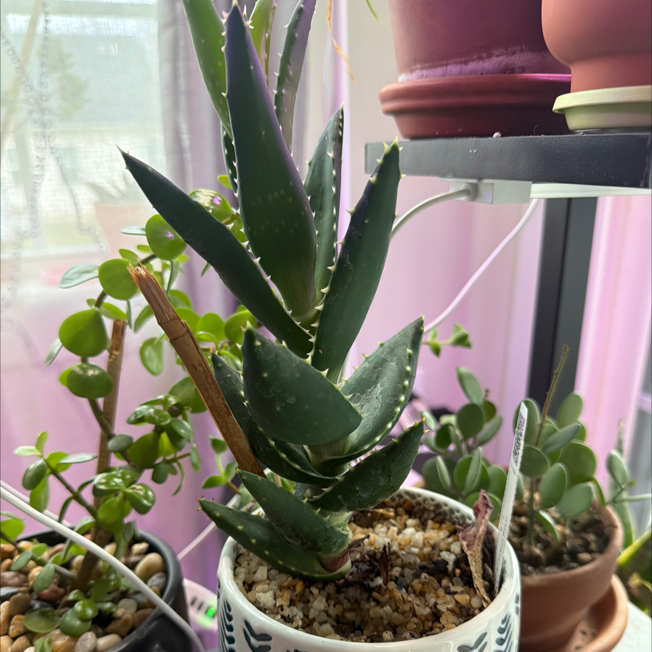 Photo of the plant species Jeweled Aloe by @DollKhakiweed named Distans on Greg, the plant care app