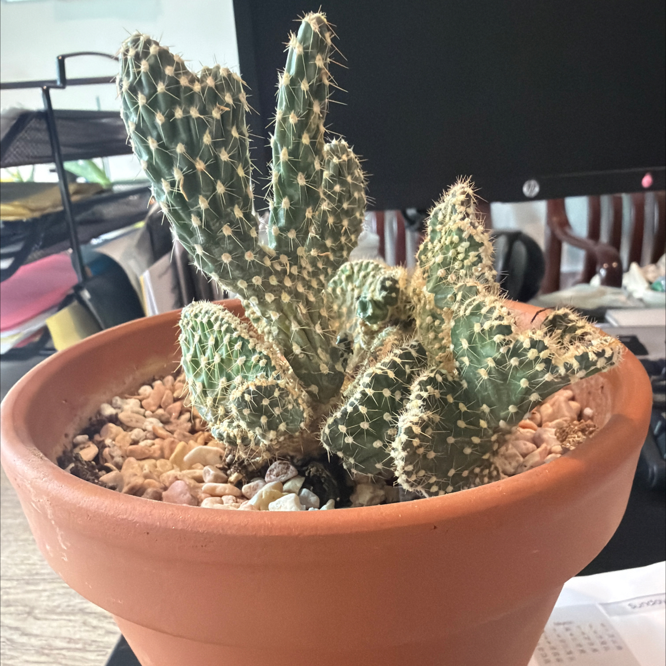Photo of the plant species Opuntia parryi var. serpentina f. cristata by @DollKhakiweed named Winston on Greg, the plant care app