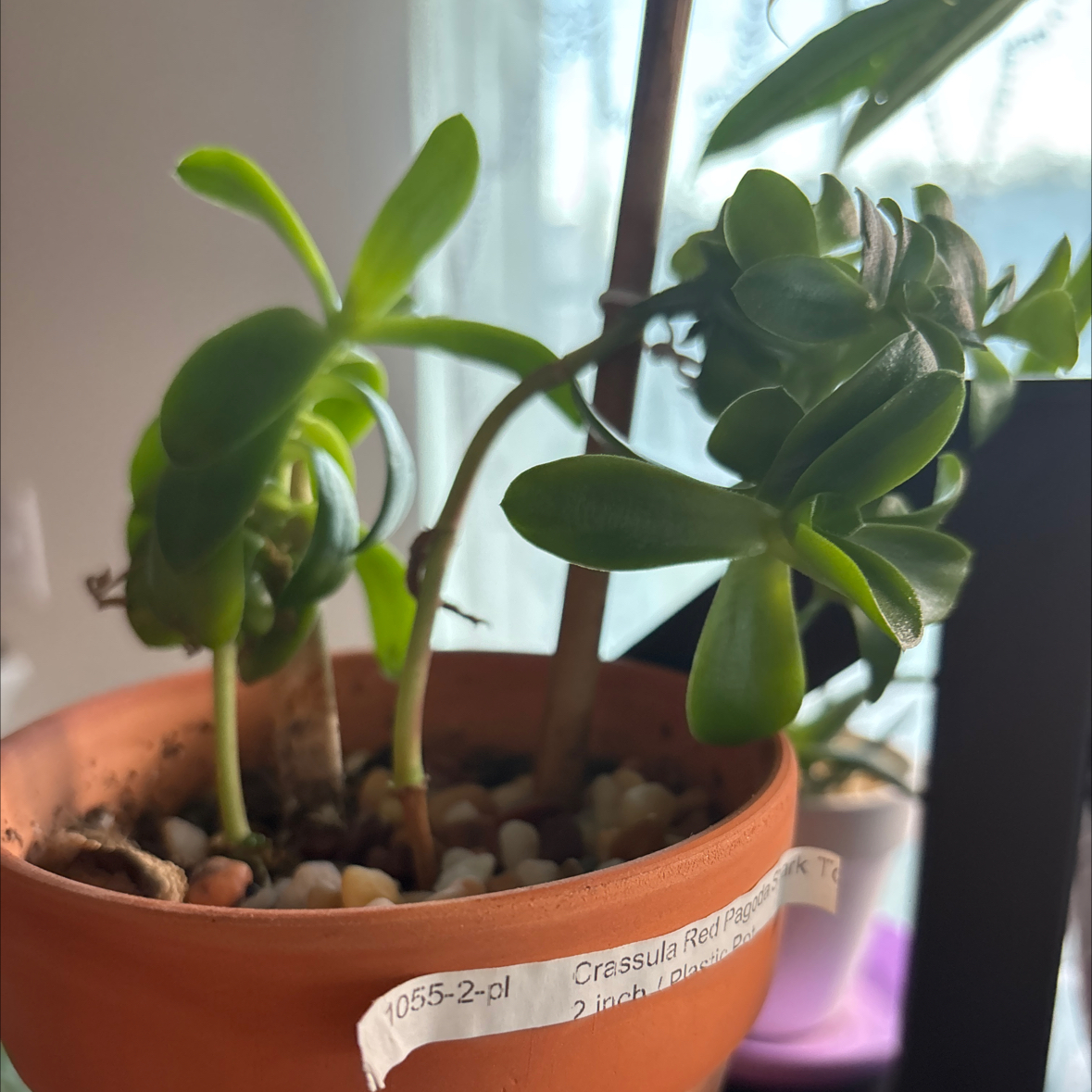 Photo of the plant species crassula red pogoda by @DollKhakiweed named Shark on Greg, the plant care app