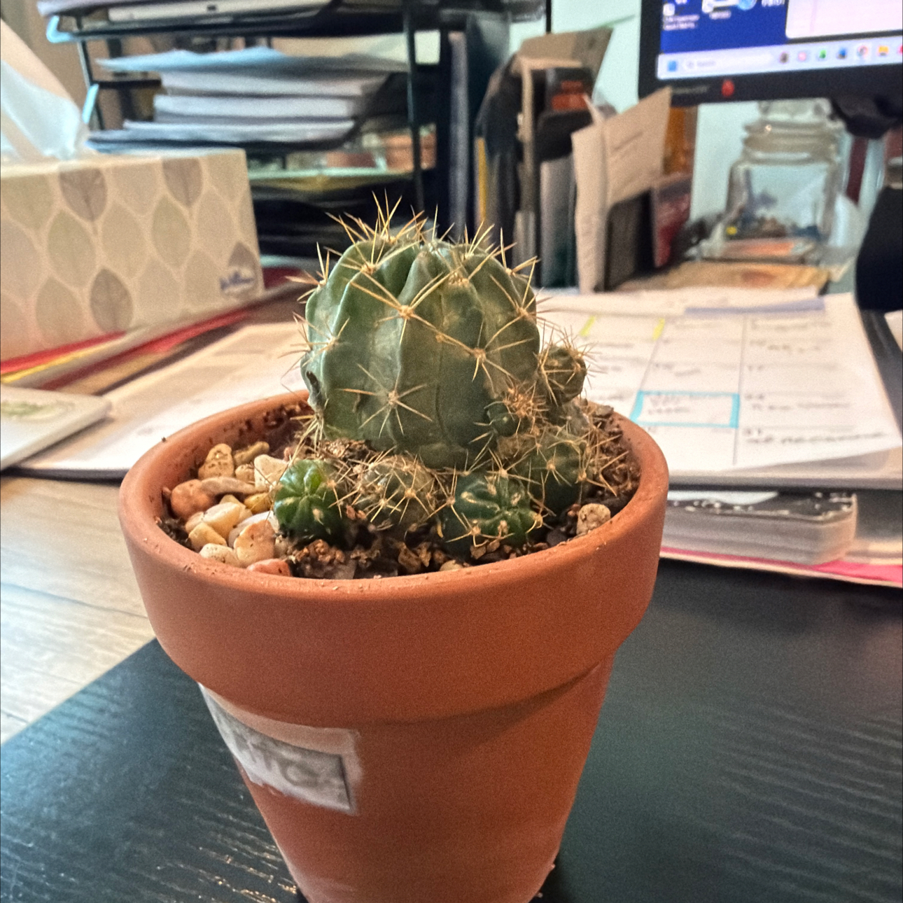 Photo of the plant species Neon Cactus by @DollKhakiweed named Plato on Greg, the plant care app
