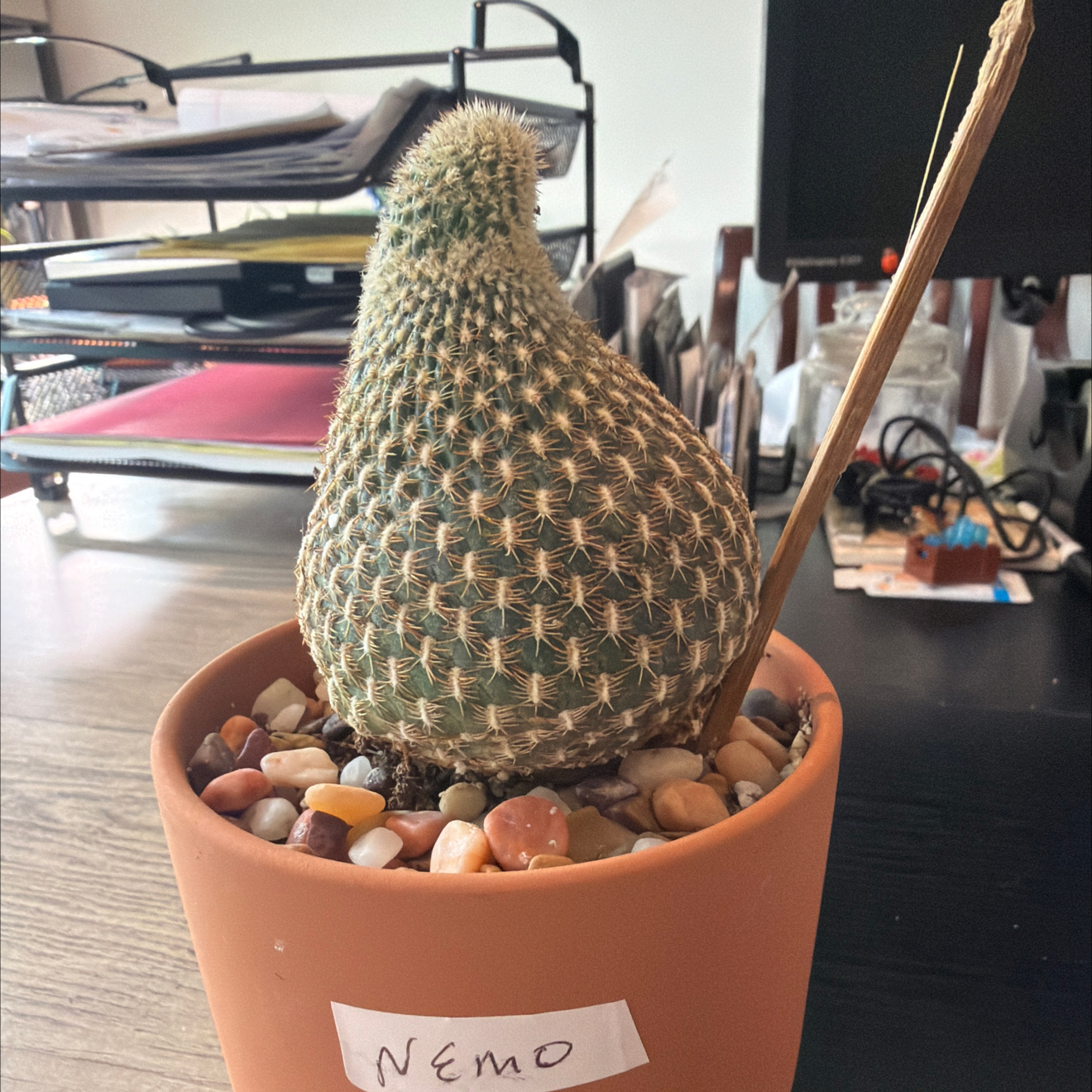 Photo of the plant species Sulcorebutia arenacea by @DollKhakiweed named Nemo on Greg, the plant care app