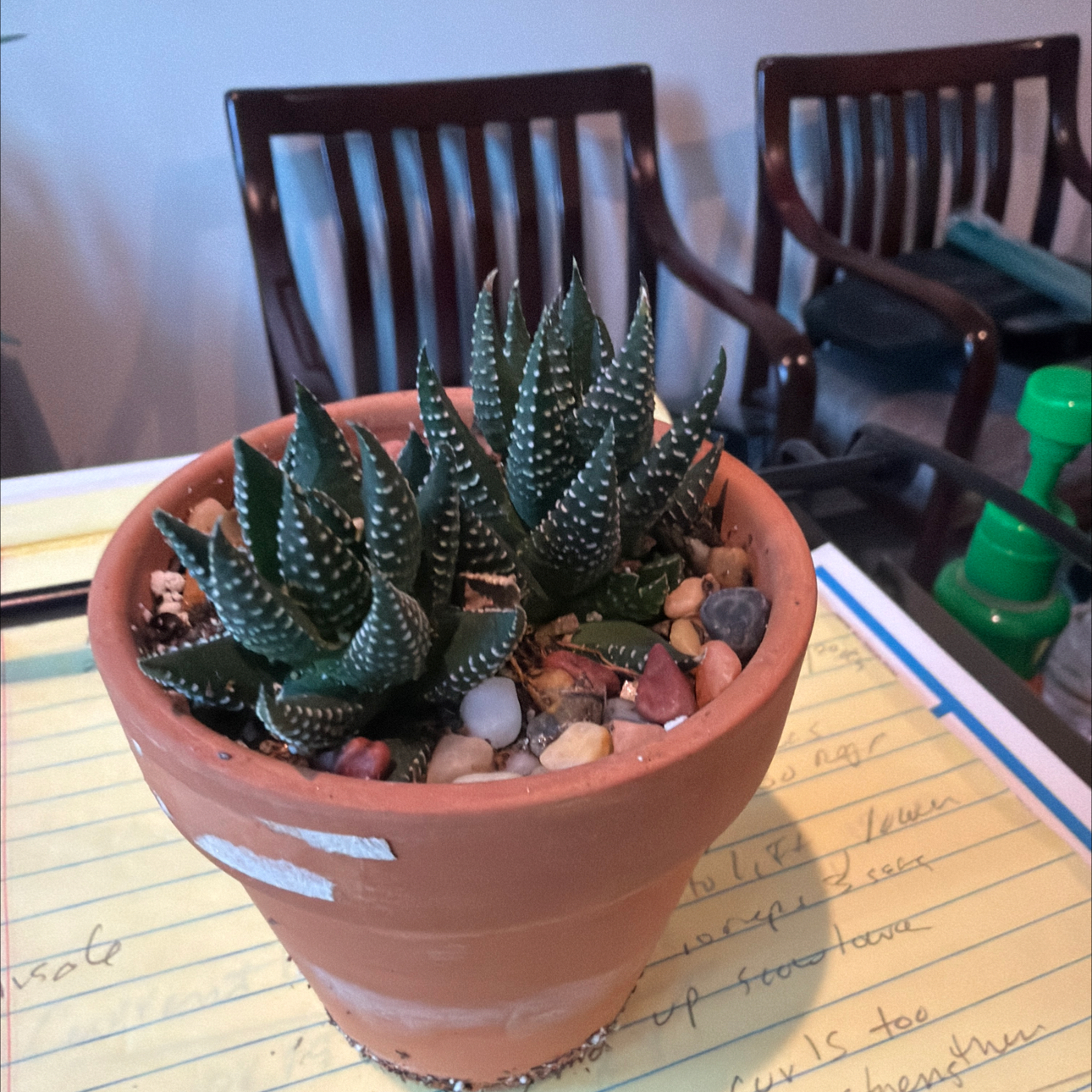 Photo of the plant species Haworthiopsis coarctata by @DollKhakiweed named Sonora on Greg, the plant care app