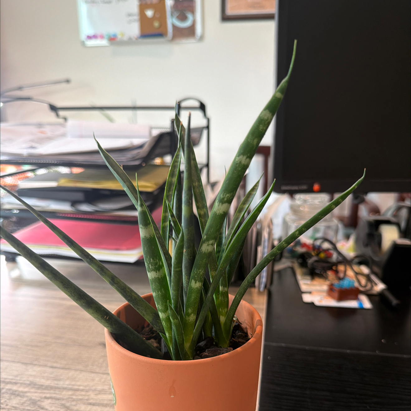 Photo of the plant species Sanseveria fernwood by @DollKhakiweed named Mochi on Greg, the plant care app