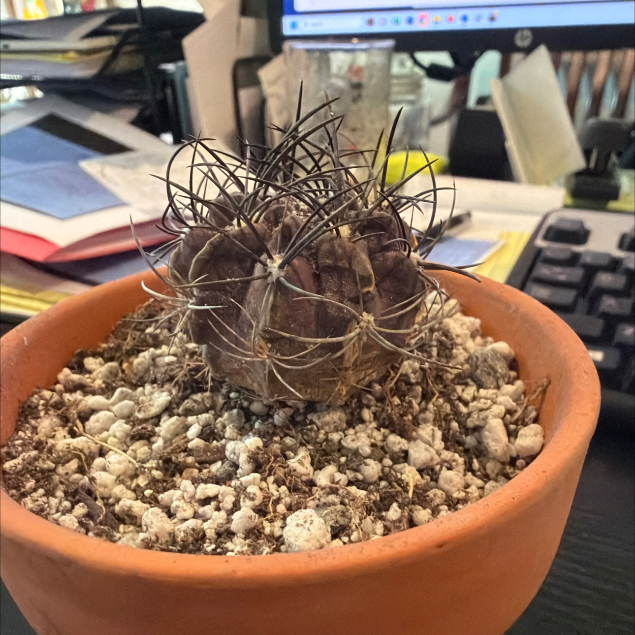 Photo of the plant species Purple Karoo Rose by @DollKhakiweed named Khaleesi on Greg, the plant care app