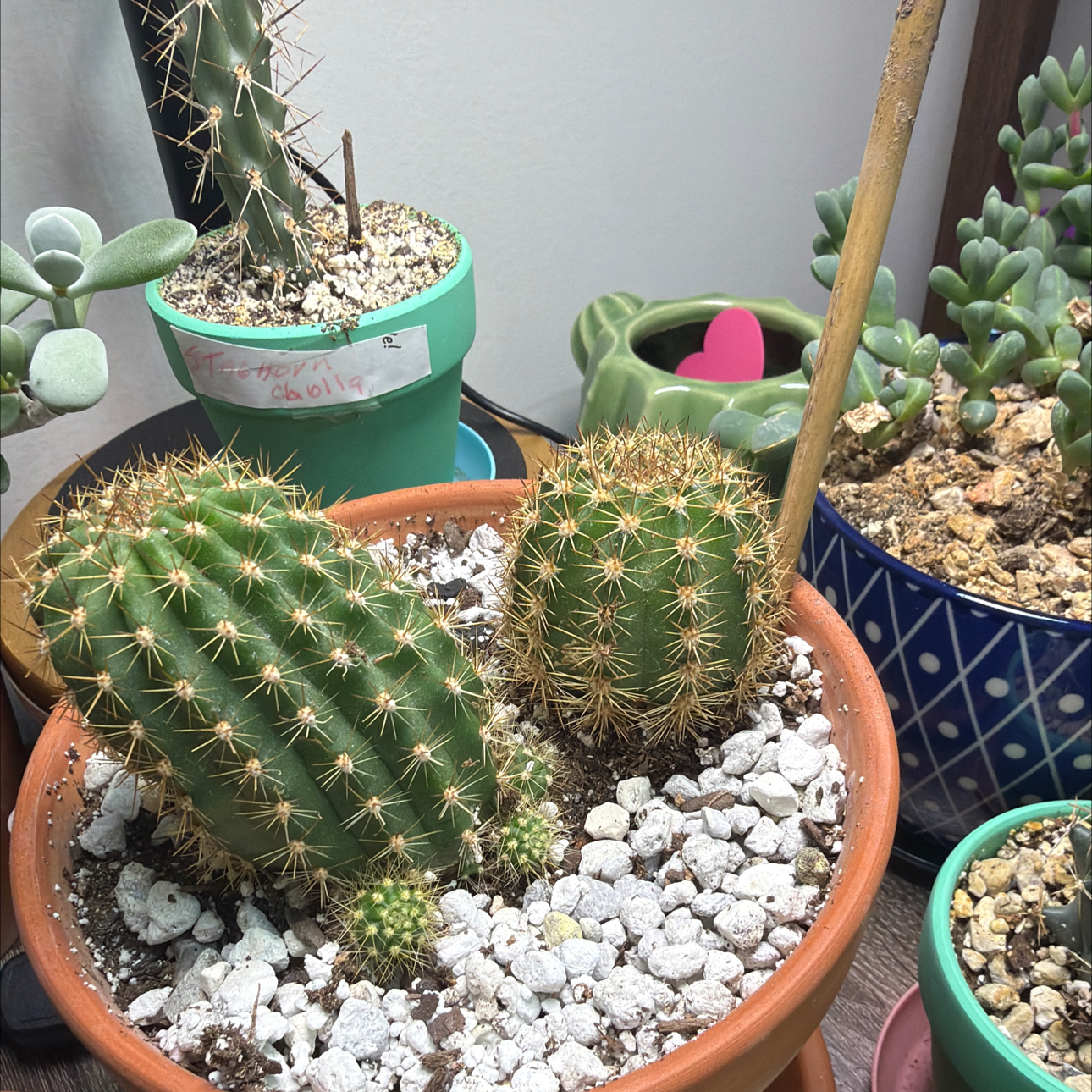 Photo of the plant species Soehrensia huascha subsp. huascha by @DollKhakiweed named Orange California on Greg, the plant care app