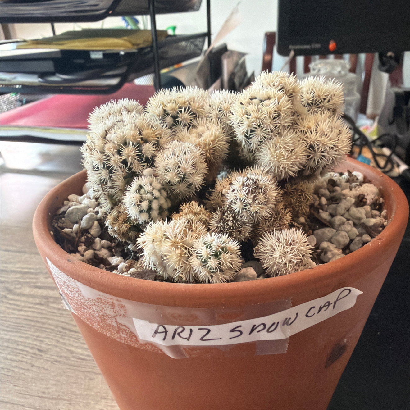 Photo of the plant species Arizona Snowcap Cactus by @DollKhakiweed named Austen on Greg, the plant care app