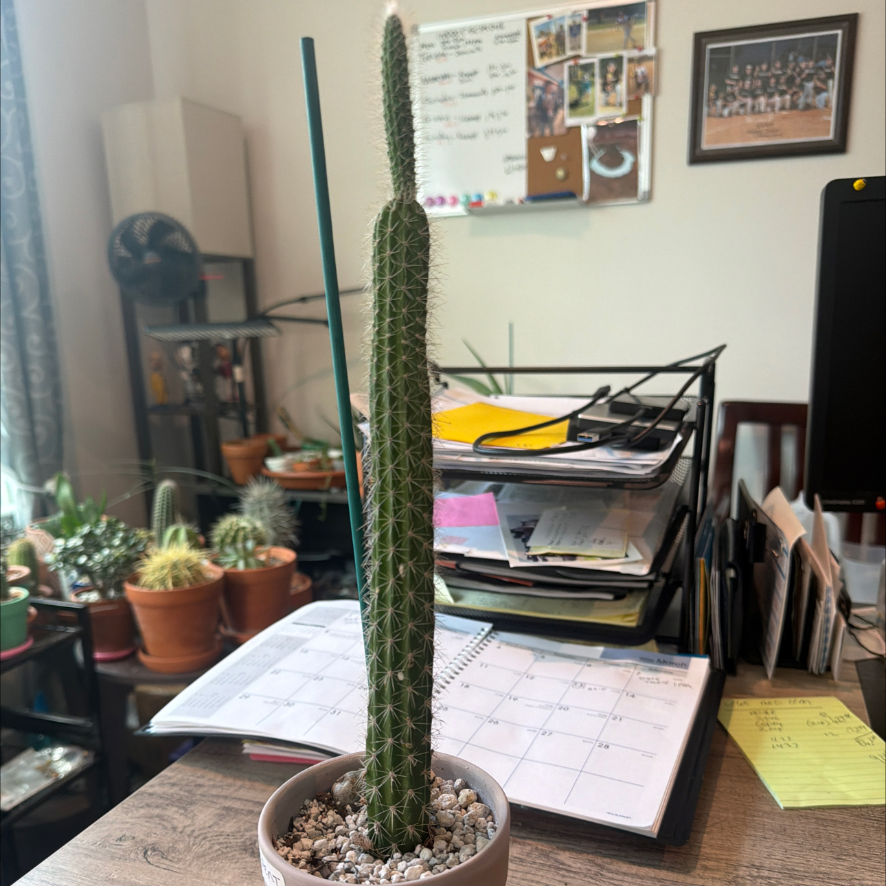 Photo of the plant species Nyctocereus serpentinus cristata by @DollKhakiweed named Serpent on Greg, the plant care app
