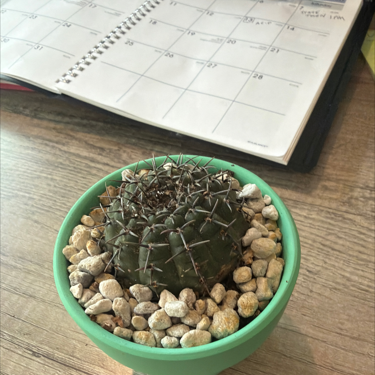 Photo of the plant species Gymnocalycium occultum by @DollKhakiweed named Bodenbenderianum on Greg, the plant care app