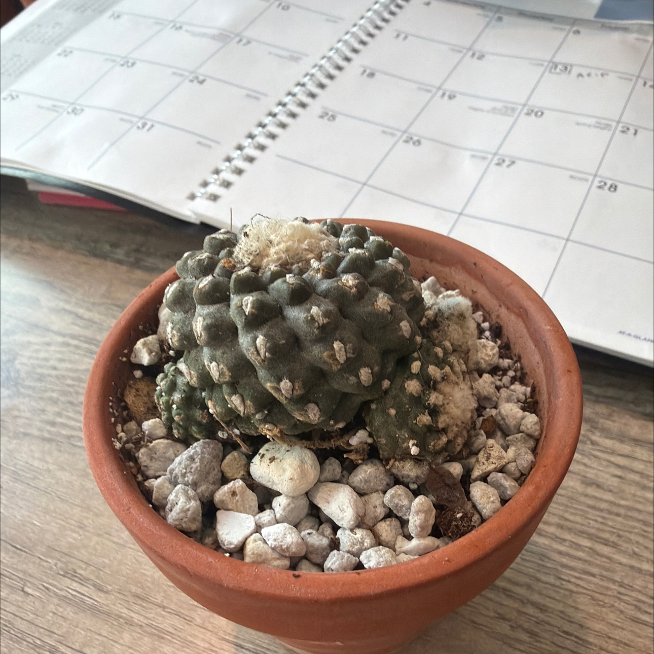 Photo of the plant species Copiapoa by @DollKhakiweed named Tenuissima on Greg, the plant care app