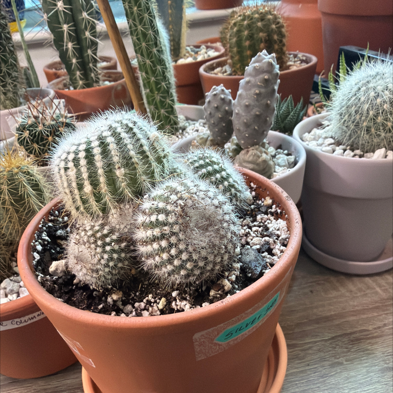 Photo of the plant species Notocactus Scopa by @DollKhakiweed named Silver ball on Greg, the plant care app