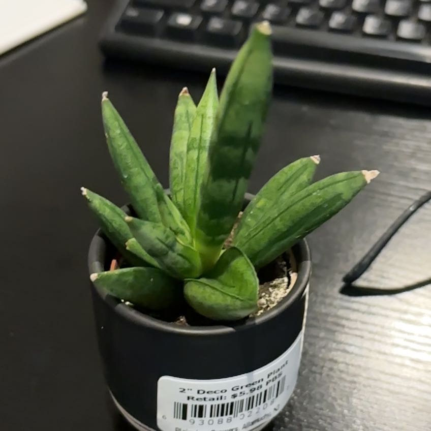 Photo of the plant species Monstrose Black Gasteria by @DollKhakiweed named Prince on Greg, the plant care app