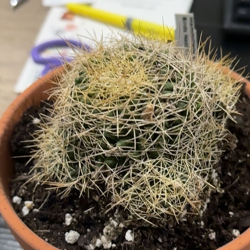 Photo of the plant species Bird's Nest Cactus by @DollKhakiweed named Sigmund on Greg, the plant care app