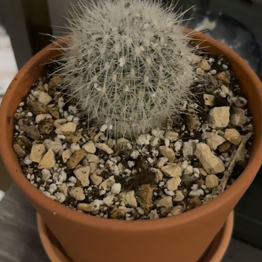 Photo of the plant species Thelocactus macdowellii by @DollKhakiweed named Theo on Greg, the plant care app